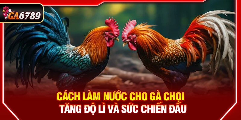 Cách Làm Nước Cho Gà Chọi - Tăng Độ Lì Và Sức Chiến Đấu 1 Cách Làm Nước Cho Gà Chọi - Tăng Độ Lì Và Sức Chiến Đấu