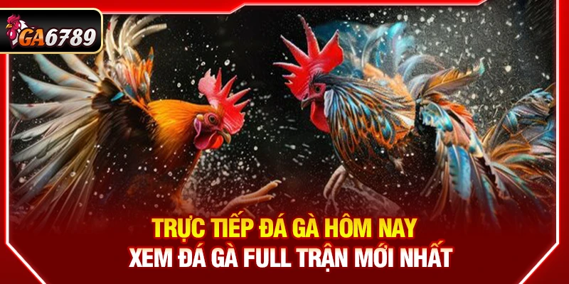 Trực Tiếp Đá Gà Hôm Nay - Xem Đá Gà Full Trận Mới Nhất 3 Trực Tiếp Đá Gà Hôm Nay - Xem Đá Gà Full Trận Mới Nhất