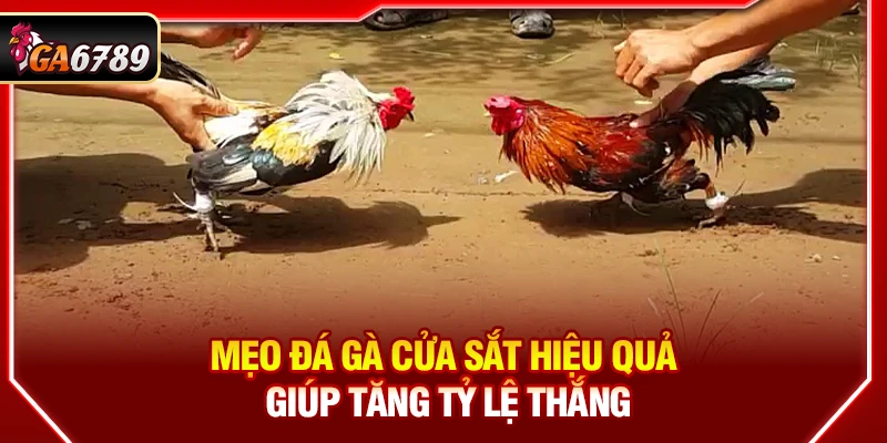 Mẹo Đá Gà Cửa Sắt Hiệu Quả Giúp Tăng Tỷ Lệ Thắng Tại Ga6789 3 Mẹo Đá Gà Cửa Sắt Hiệu Quả Giúp Tăng Tỷ Lệ Thắng