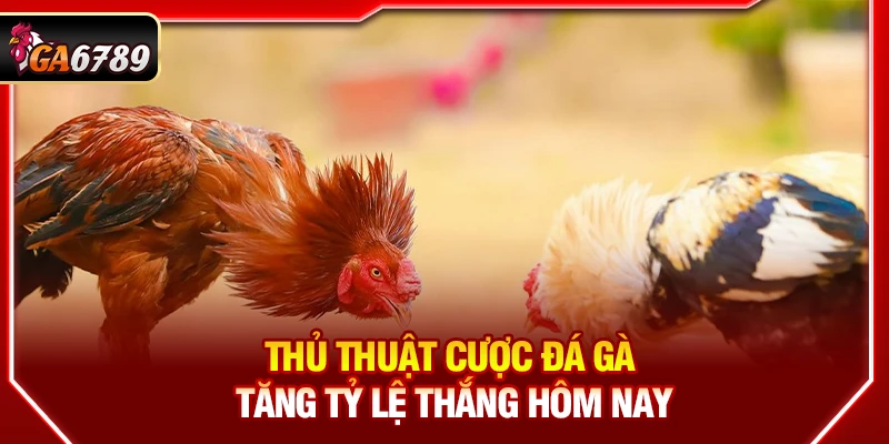 Thủ Thuật Cược Đá Gà Tại Ga6789 Tăng Tỷ Lệ Thắng Hôm Nay 6 Thủ thuật cược đá gà đánh giá độ dài và phương pháp lắp cựa