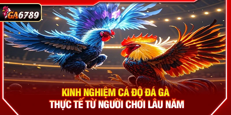 Kinh Nghiệm Cá Độ Đá Gà Thực Tế Từ Người Chơi Lâu Năm 2 Kinh Nghiệm Cá Độ Đá Gà Thực Tế Từ Người Chơi Lâu Năm