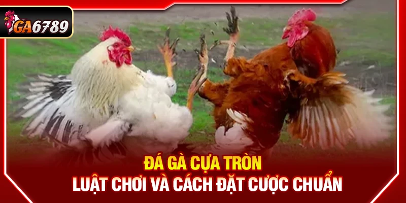 Đá Gà Cựa Tròn Ga6789 - Luật Chơi Và Cách Đặt Cược Chuẩn 7 Đá Gà Cựa Tròn Ga6789 - Luật Chơi Và Cách Đặt Cược Chuẩn