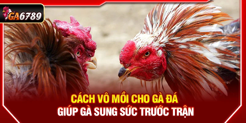Cách Vô Mồi Cho Gà Đá Giúp Gà Sung Sức Trước Trận 9 Cách Vô Mồi Cho Gà Đá Giúp Gà Sung Sức Trước Trận