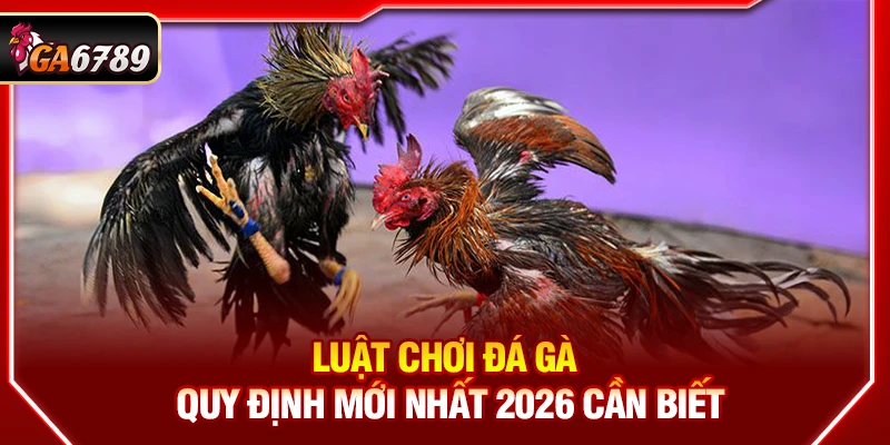 Luật Chơi Đá Gà - Quy Định Mới Nhất 2026 Cần Biết 1 Luật Chơi Đá Gà - Quy Định Mới Nhất 2026 Cần Biết