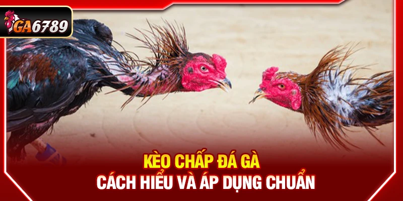 Kèo Chấp Đá Gà - Cách Hiểu Và Áp Dụng Chuẩn Tại Ga6789 10 Theo dõi kỹ năng cùng lối đá trong thực tế