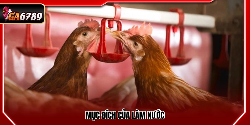 Cách Làm Nước Cho Gà Chọi - Tăng Độ Lì Và Sức Chiến Đấu 2 Tác dụng của quá trình làm nước cho gà chọi