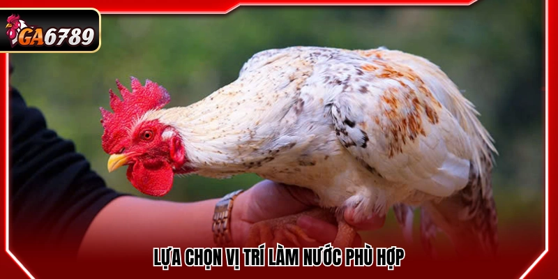 Cách Làm Nước Cho Gà Chọi - Tăng Độ Lì Và Sức Chiến Đấu 3 Chọn vị trí làm ẩm thích hợp
