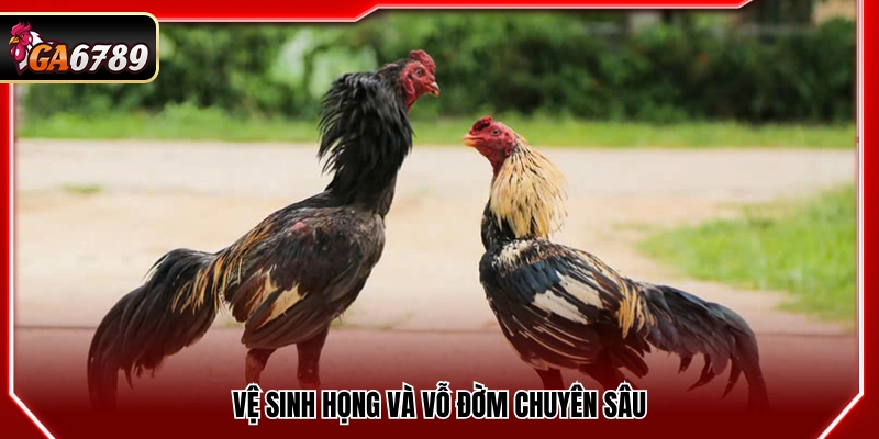 Cách Làm Nước Cho Gà Chọi - Tăng Độ Lì Và Sức Chiến Đấu 4 Làm sạch họng và dẫn lưu đờm chuyên sâu