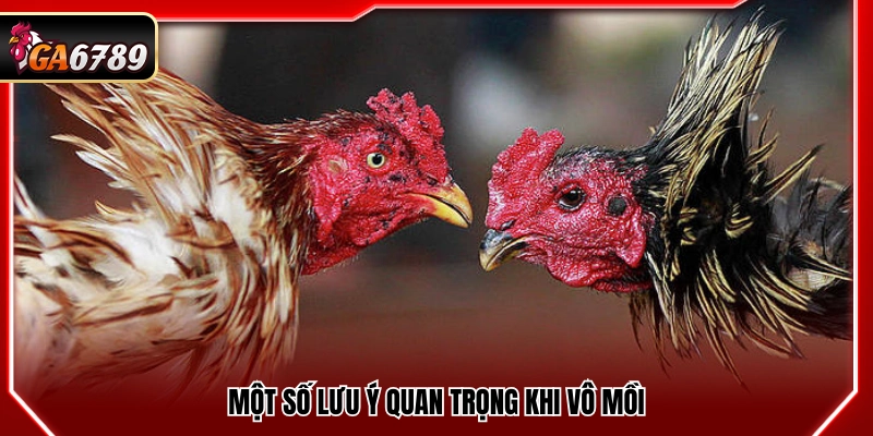 Cách Vô Mồi Cho Gà Đá Giúp Gà Sung Sức Trước Trận 4 Những điểm cần chú ý khi thực hiện vô mồi