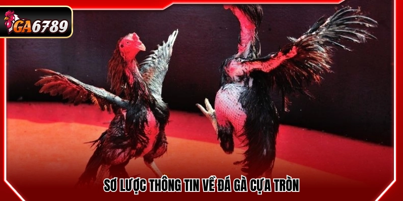 Đá Gà Cựa Tròn Ga6789 - Luật Chơi Và Cách Đặt Cược Chuẩn 2 Khái quát vài thông tin về hình thức đá gà cựa tròn