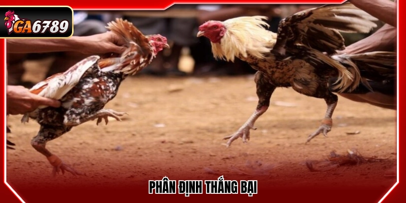 Đá Gà Cựa Tròn Ga6789 - Luật Chơi Và Cách Đặt Cược Chuẩn 3 Xác định kết quả thắng thua