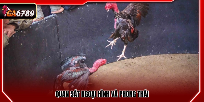 Đá Gà Cựa Tròn Ga6789 - Luật Chơi Và Cách Đặt Cược Chuẩn 4 Quan sát hình thể cùng phong độ