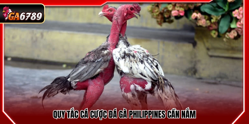 Đá Gà Philippines - Kinh Nghiệm Xem Và Bắt Kèo Tại Ga6789 3 Những luật cá cược đá gà Philippines cần biết