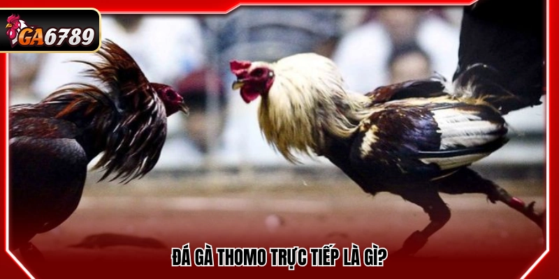 Đá Gà Thomo Trực Tiếp - Cập Nhật Trận Đấu Mới Nhất Tại Ga6789 2 Tìm hiểu sơ lược về đá gà Thomo trực tiếp
