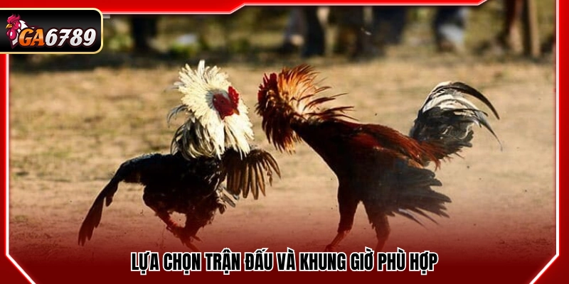Đá Gà Thomo Trực Tiếp - Cập Nhật Trận Đấu Mới Nhất Tại Ga6789 3 Chọn trận đấu và thời điểm theo dõi hợp lý