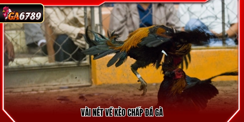 Kèo Chấp Đá Gà - Cách Hiểu Và Áp Dụng Chuẩn Tại Ga6789 2 Một số điểm cơ bản về kèo chấp trong đá gà