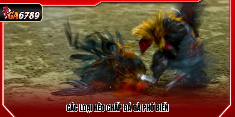 Kèo Chấp Đá Gà - Cách Hiểu Và Áp Dụng Chuẩn Tại Ga6789 3 Những dạng kèo chấp đá gà thường gặp