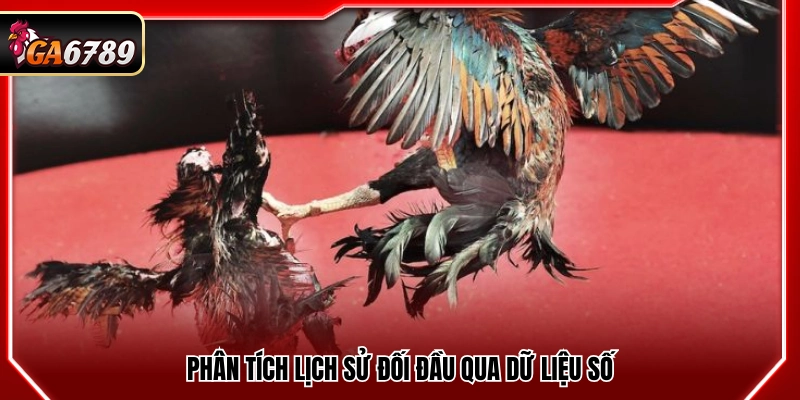 Kinh Nghiệm Cá Độ Đá Gà Thực Tế Từ Người Chơi Lâu Năm 4 Kinh nghiệm cá độ đá gà phân tích thành tích đối đầu