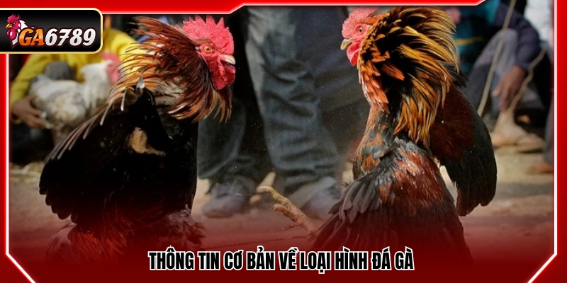 Luật Chơi Đá Gà - Quy Định Mới Nhất 2026 Cần Biết 3 Danh sách luật chơi đá gà mới nhất năm 2026