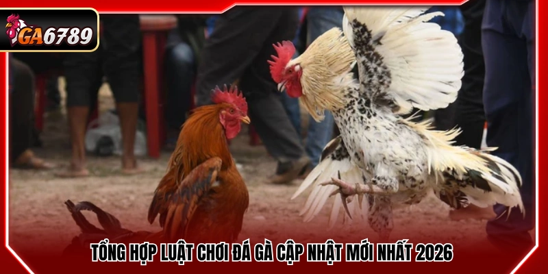 Luật Chơi Đá Gà - Quy Định Mới Nhất 2026 Cần Biết 2 Những thông tin nền tảng về hình thức đá gà
