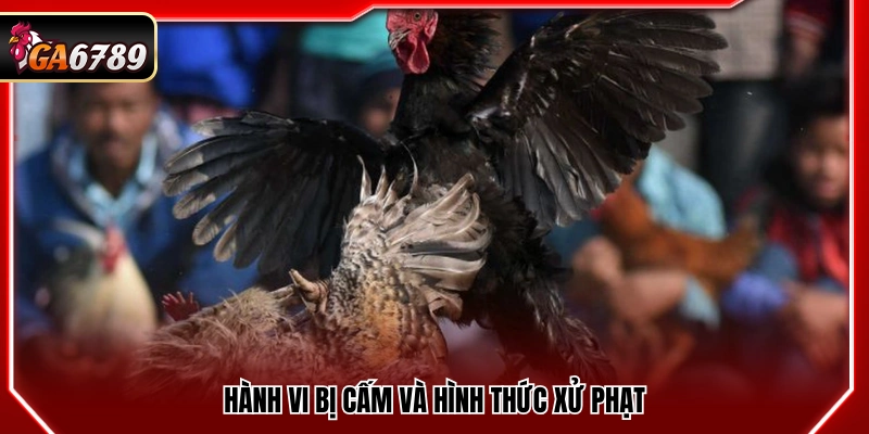 Luật Chơi Đá Gà - Quy Định Mới Nhất 2026 Cần Biết 4 Các hành vi vi phạm và mức xử phạt tương ứng