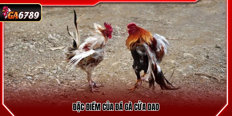 Mẹo Đá Gà Cửa Dao- Bí Quyết Theo Kèo An Toàn Tại Ga6789 2 Đặc trưng của hình thức đá gà cửa dao