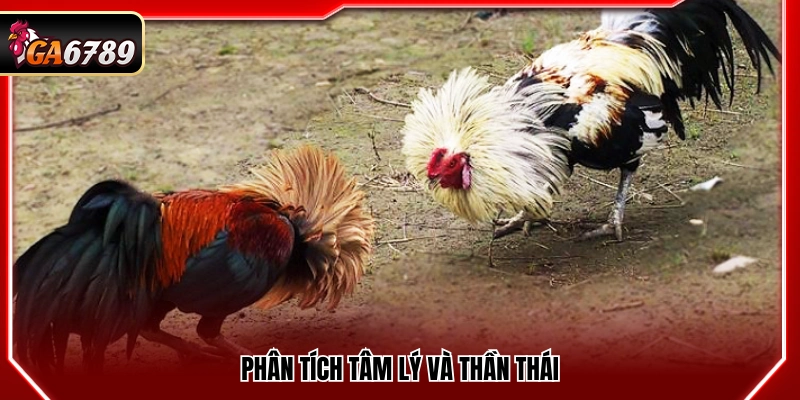 Mẹo Đá Gà Cửa Dao- Bí Quyết Theo Kèo An Toàn Tại Ga6789 3 Mẹo đá gà cửa dao đánh giá trạng thái và phong thái thi đấu