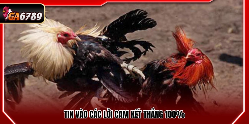 Mẹo Đá Gà Cửa Dao- Bí Quyết Theo Kèo An Toàn Tại Ga6789 4 Tin tưởng vào những lời đảm bảo thắng tuyệt đối