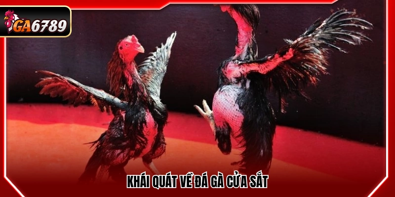 Mẹo Đá Gà Cửa Sắt Hiệu Quả Giúp Tăng Tỷ Lệ Thắng Tại Ga6789 2 Tổng quan về đá gà cựa sắt