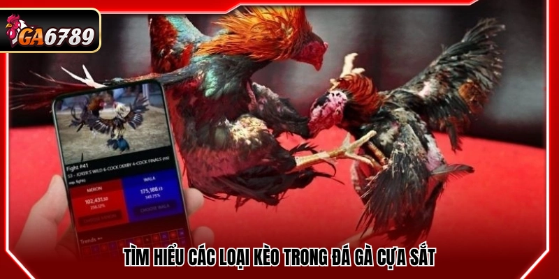 Mẹo Đá Gà Cửa Sắt Hiệu Quả Giúp Tăng Tỷ Lệ Thắng Tại Ga6789 3 Khám phá các dạng kèo trong đá gà dùng cựa sắt