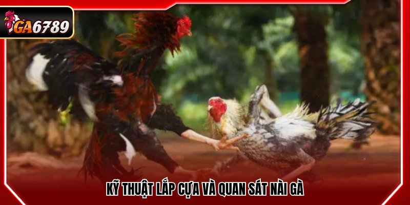 Mẹo Đá Gà Cửa Sắt Hiệu Quả Giúp Tăng Tỷ Lệ Thắng Tại Ga6789 4 Mẹo đá gà cửa sắt gắn cựa và theo dõi người nài gà