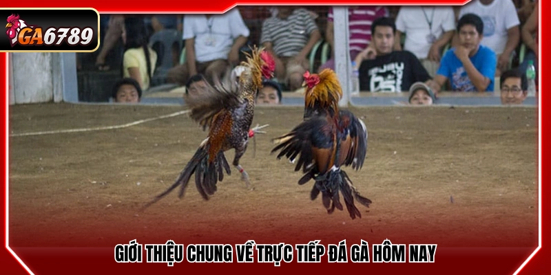 Trực Tiếp Đá Gà Hôm Nay - Xem Đá Gà Full Trận Mới Nhất 2 Tổng quan về xem trực tiếp đá gà hôm nay