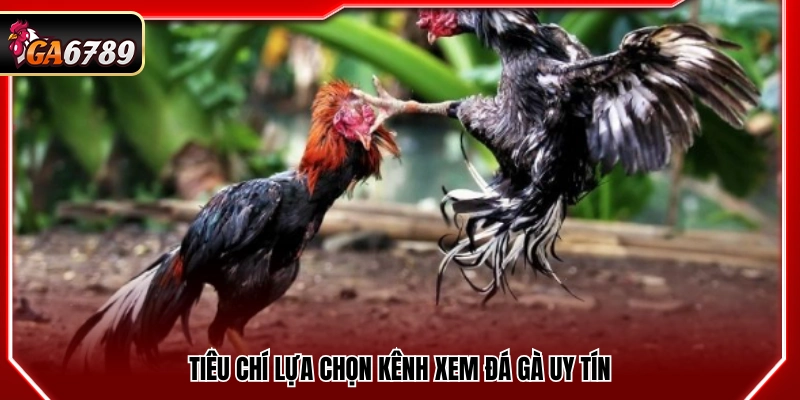 Trực Tiếp Đá Gà Hôm Nay - Xem Đá Gà Full Trận Mới Nhất 3 Tiêu chuẩn chọn kênh phát sóng đá gà đáng tin cậy